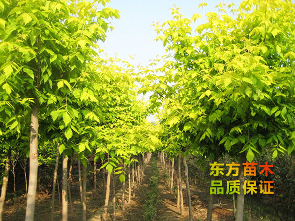 復葉槭